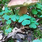 Agroturystyczny Dom Na Skraju Lasu 农家乐 *