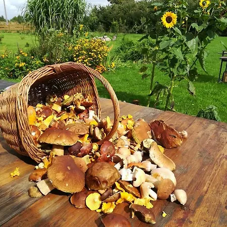 Agroturystyczny Dom Na Skraju Lasu Vakantieboerderij