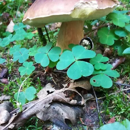 Agroturystyczny Dom Na Skraju Lasu Vakantieboerderij *