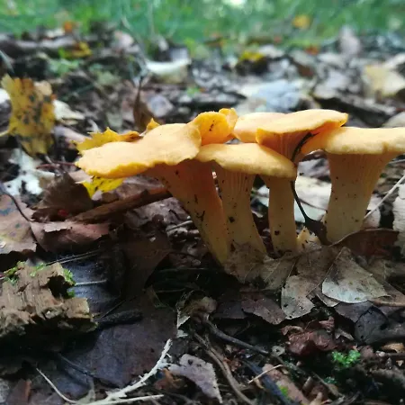 Agroturystyczny Dom Na Skraju Lasu